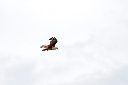 Red eagle on the Sky in nature at thailand