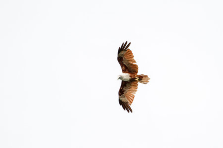 Red eagle on the Sky in nature at thailand