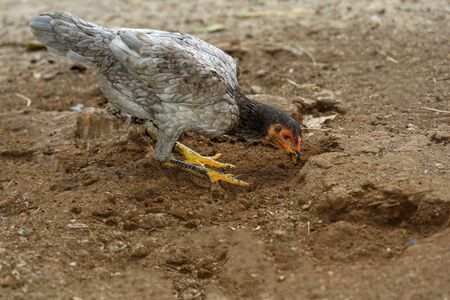 Fighting cock eat food in farm at thailandの写真素材