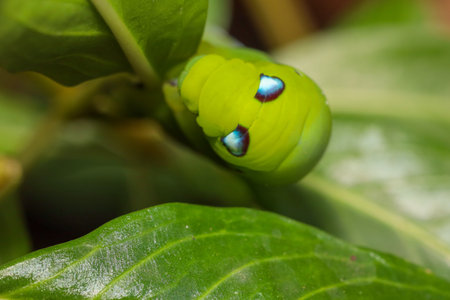 Close up green worm or Daphnis neri worm on the stick tree in nature and enviroment