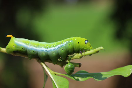 Close up green worm or Daphnis neri worm in nature and enviroment