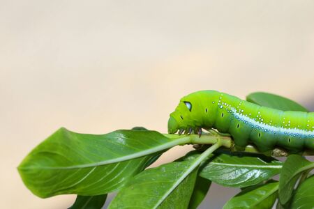 Close up green worm or Daphnis neri worm in nature and enviroment backgroundの写真素材