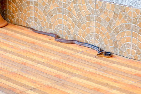 The Radiated Ratsnakes or Copperheas Rat Sanake on the floor at home in thailand