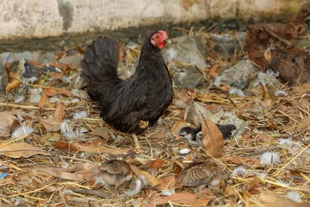 bantam cock and baby cock eat food in farm at thailandの写真素材