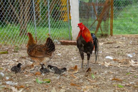 fighting cock and baby cock eat food in farm at thailandの写真素材