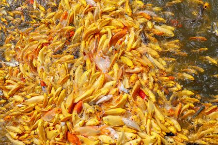 group gold carp fish in the water is beautifulの写真素材