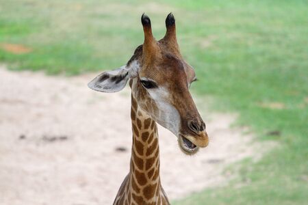 Close up  head giraffe in the garden at thailandの写真素材