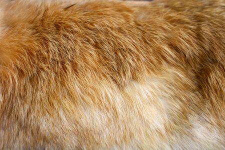 close up brown rabbit skin for texture and pattern.の写真素材