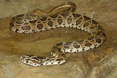 russell's viper snake in the canal 