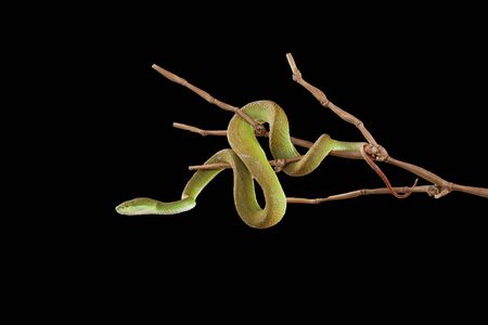 Close up green pit viper snake in the garden on black background have path
の写真素材