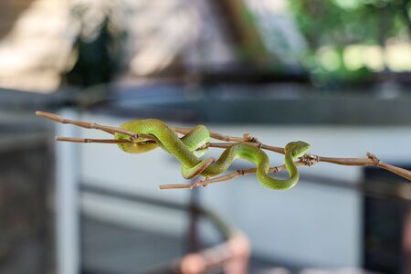 Close up green pit viper snake in the garden on bamboo at thailandの写真素材