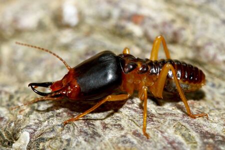 Close up Macro warrior termite ant in nature at thailandの写真素材