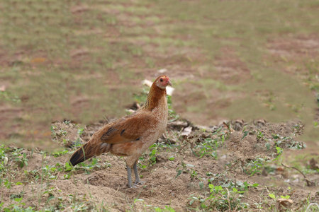The fighting hen is beautiful in garden at thailand
