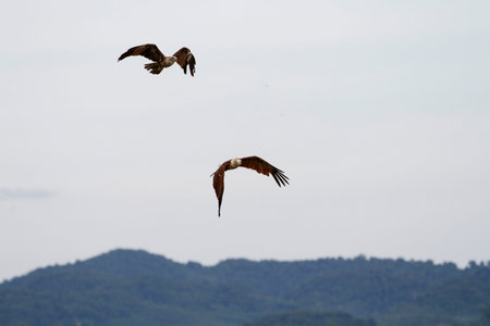 Red eagle fly on the sky in nature at thailand