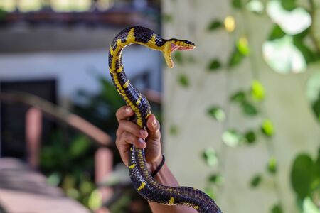 The Krait snake on asia man hand in thailandの写真素材