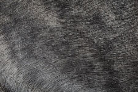 Close up gray dog skin for animal pattern and background