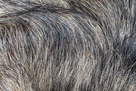 Close up gray dog skin for animal pattern and backgroundの写真素材