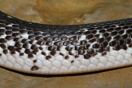 The Indochinese cobra snake skin in the garden at thailand