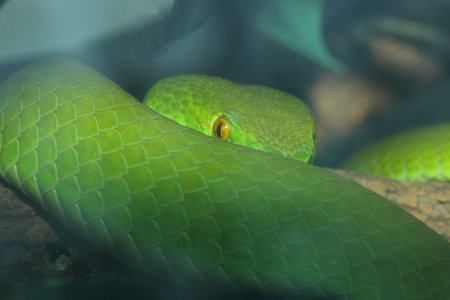 Close up green pit viper snake in the garden at thailand