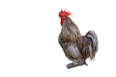 The japan male bantam on white background have path