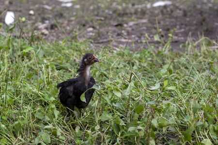 The fighting baby is beautiful in garden at thailandの写真素材