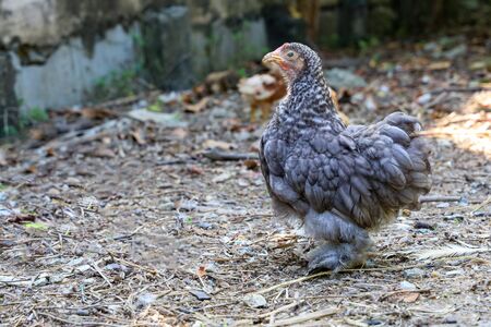 Gray color japan bantam hen in farm garden at thailandの写真素材