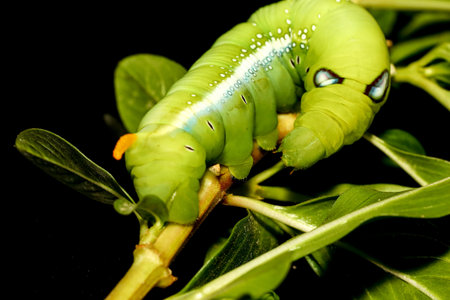 Close up green worm or Daphnis neri worm on the stick tree in nature and enviroment
