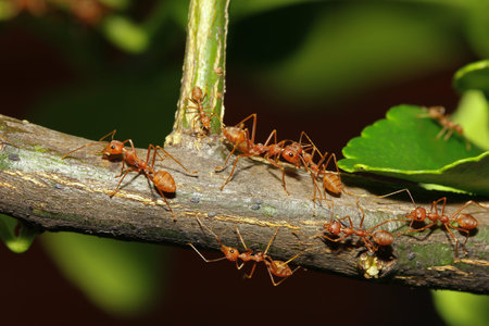group red ant on stick tree in nature at forest thailandの写真素材