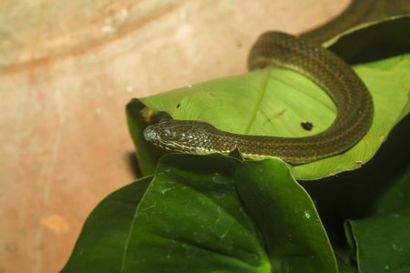 Close up baby green anaconda snake is biggest snake in the world