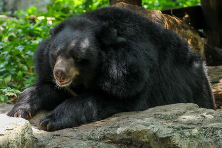 The Buffalo bear is sleep and restの写真素材