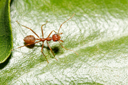 Close up red ant on green leaf in nature at thailand