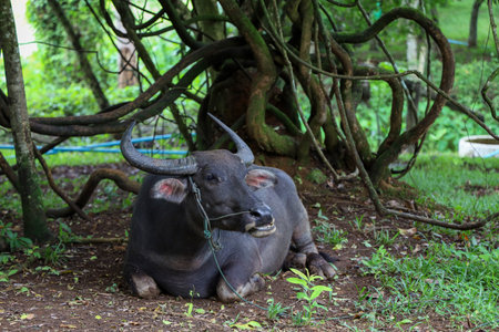The buffalo is rest under the tree at garden in thailand
