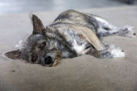 The small gray dog is rest and sleep on cement floor at thailandの写真素材