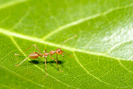 Close up red ant on green leaf in nature at thailandの写真素材