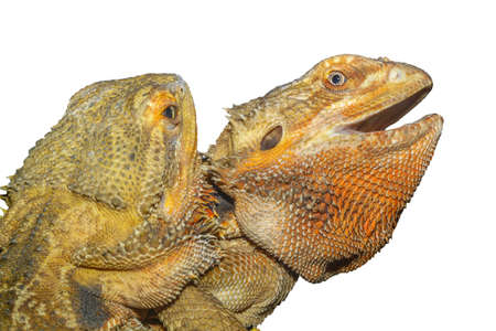 The family Bearded Dragon animal on white background have pathの写真素材