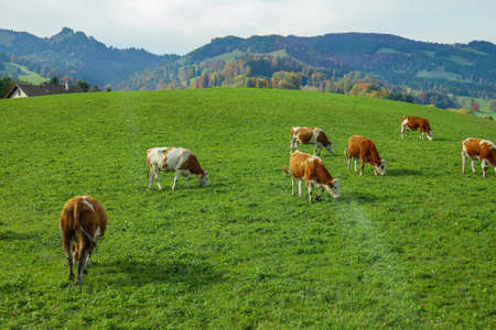 Group cow is eatting grass in farm at swissの写真素材