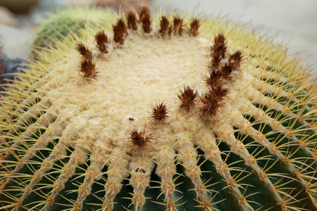 close up big cactus on the rock in garden