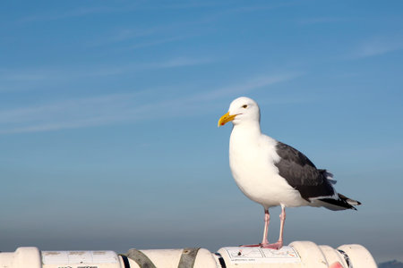 BIG seagull on the boat in california,USAの写真素材