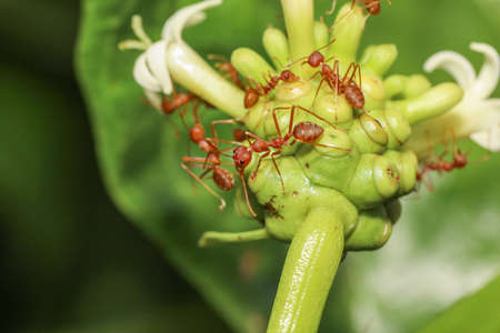 Close up red ant on  nature at thailandの写真素材