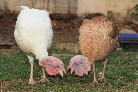 two turkey in garden.