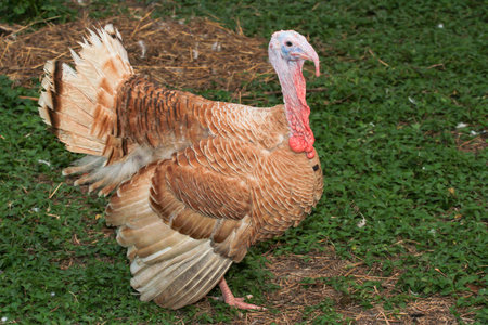 Brown turkey is stay in garden