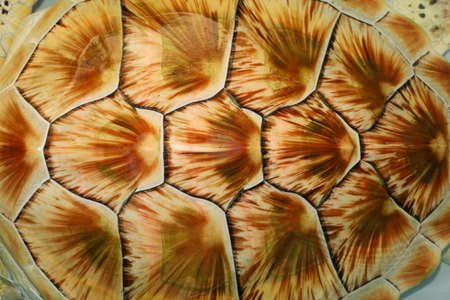 The green sea turtle is close up skin for animal marine patternの写真素材