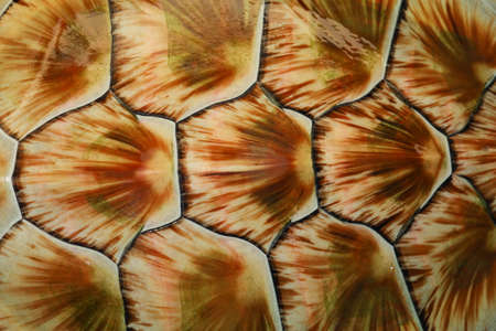 The green sea turtle is close up skin for animal marine patternの写真素材