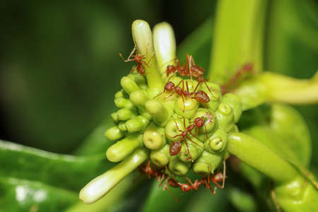 Close up red ant on nature at thailandの写真素材