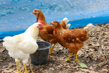 The Rhode Island red hen is drink water in garden at thailand