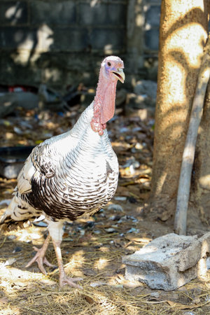 White Turkey is play in garden at thailand