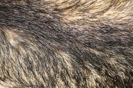 Close up skin hair gray dog for animal texture background