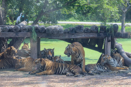 Family tiger is rest under the big stick wood