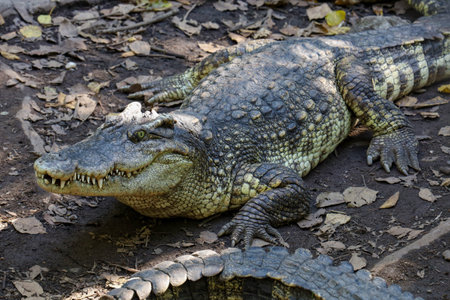 Close up crocodile rest near the river in thailand.