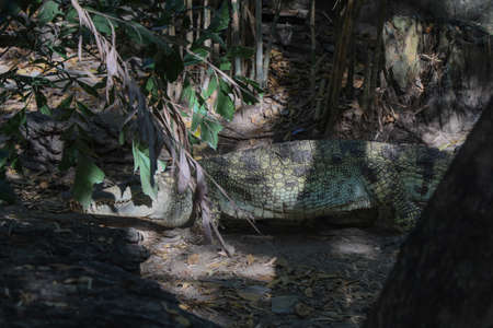 The big crocodile rest on the gardenの写真素材